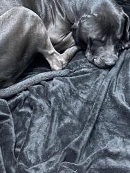 Reunited Female Dog last seen Cortelyou road, Brooklyn, NY 11218