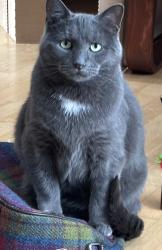 Reunited Male Cat last seen Bulyea Rd NW and Breen Rd NW, Calgary, AB T2L 1S2