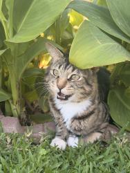 Reunited Male Cat last seen Lincoln & east, Anaheim, CA 92805