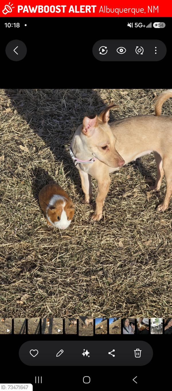 Lost Female Dog last seen Alrededores del hotel sandia y el super, Albuquerque, NM 87105