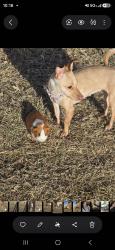 Lost Female Dog last seen Alrededores del hotel sandia y el super, Albuquerque, NM 87105