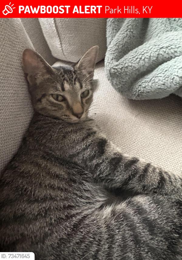 Lost Female Cat last seen St James Ave Park Hills Ky, Park Hills, KY 41011