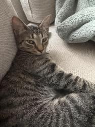Lost Female Cat last seen St James Ave Park Hills Ky, Park Hills, KY 41011