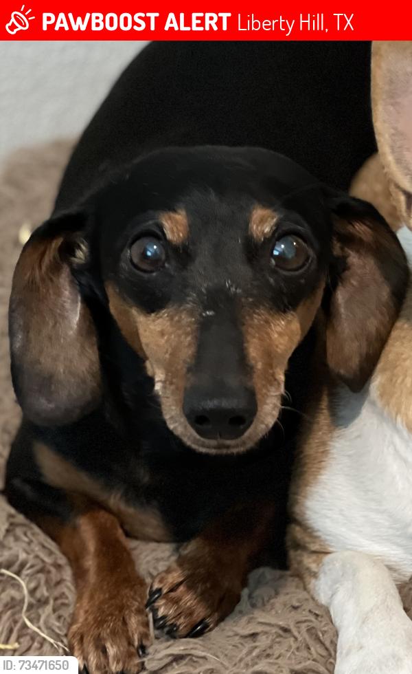 Lost Male Dog last seen CR 258, Liberty Hill, TX 78642