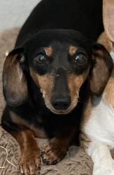 Lost Male Dog last seen CR 258, Liberty Hill, TX 78642