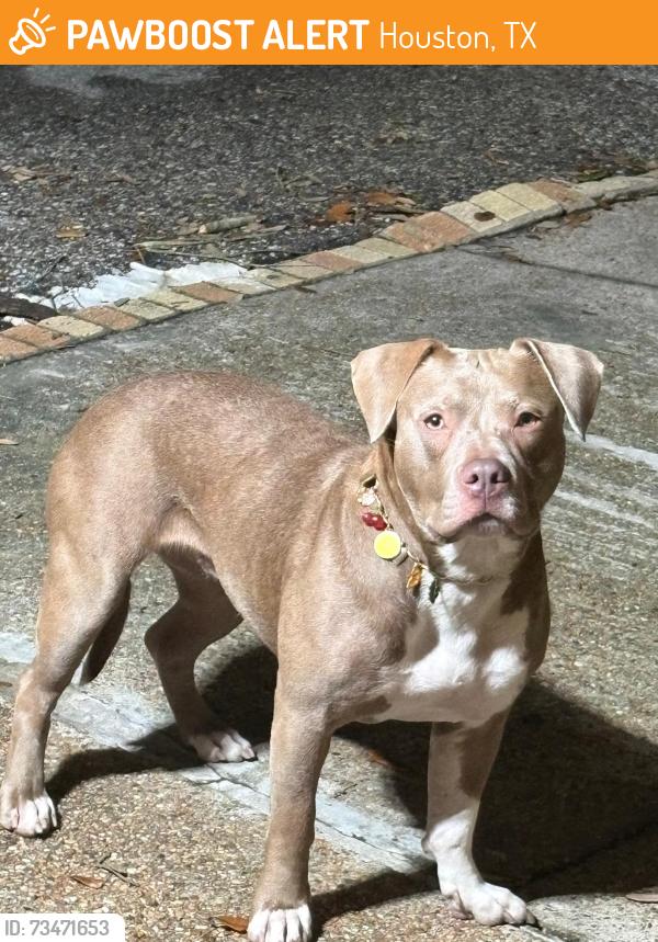 Found/Stray Female Dog last seen Beresford St., Houston, TX 77015