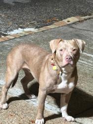 Found/Stray Female Dog last seen Beresford St., Houston, TX 77015