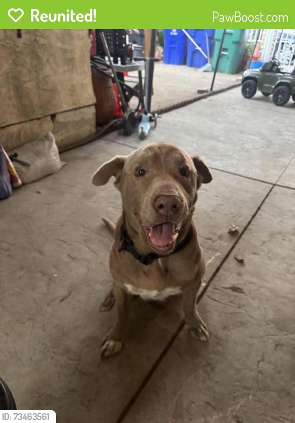 Reunited Male Dog last seen 42st and Whitman, San Diego, CA 92105