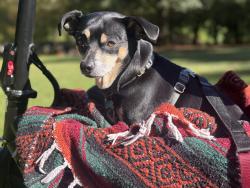 Lost Female Dog last seen Anna Mann apmts, Portland, OR 97232