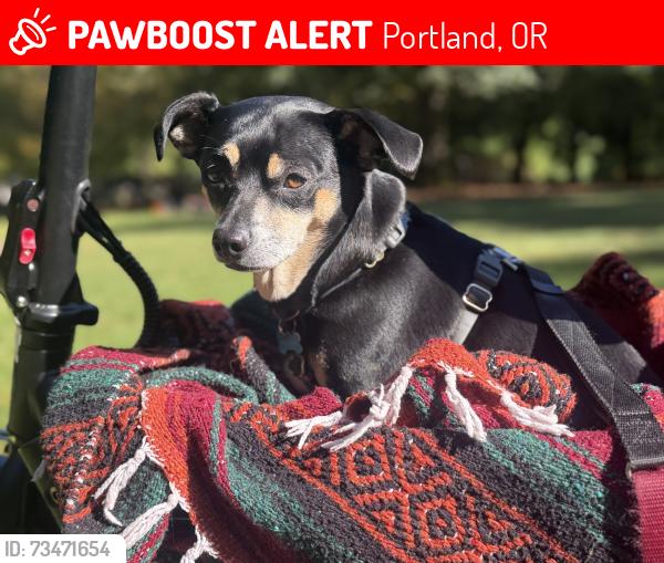 Lost Female Dog last seen Anna Mann apmts, Portland, OR 97232