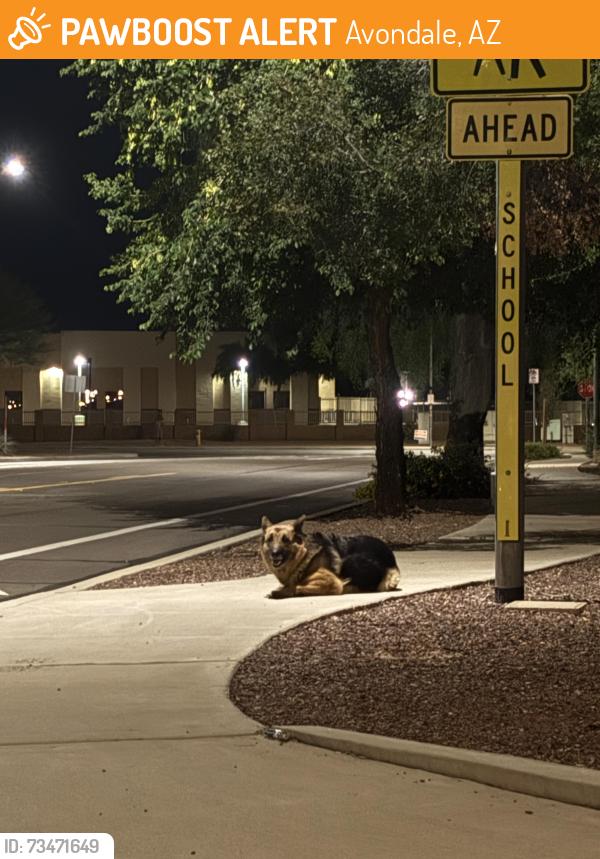 Found/Stray Unknown Dog last seen S 119th ave, Avondale, AZ 85323