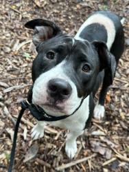 Shelter Stray Female Dog last seen Near Christian st, 21223, MD, 2490 Giles Rd, Baltimore, MD 21225, USA