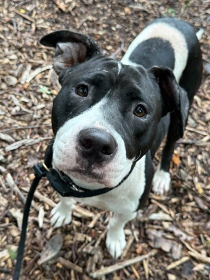 Shelter Stray Female Dog last seen Near Christian st, 21223, MD, 2490 Giles Rd, Baltimore, MD 21225, USA