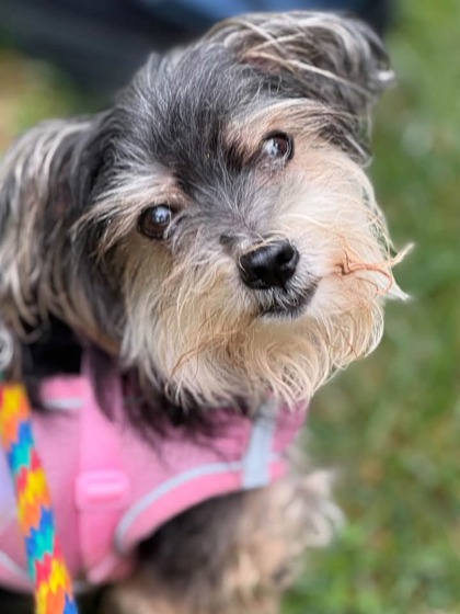 Shelter Stray Female Dog last seen W Belvedere Ave- near Pimlico race track, 21215, MD, 2490 Giles Rd, Baltimore, MD 21225, USA