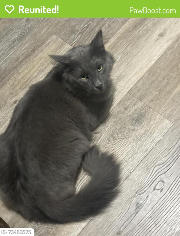 Reunited Male Cat last seen Conking st, Baltimore, MD 21224