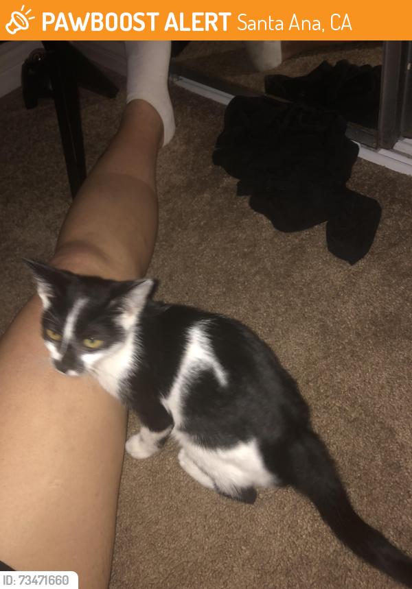 Found/Stray Female Cat last seen Fairhaven ave and grand ave, Santa Ana,CA, Santa Ana, CA 92856