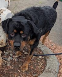 Shelter Stray Male Dog last seen 17th St/ Webster St, Oakland,, 1101 29th Ave, Oakland, CA 94601, USA