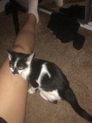 Found/Stray Female Cat last seen Fairhaven ave and grand ave, Santa Ana,CA, Santa Ana, CA 92856