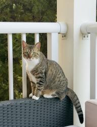 Reunited Female Cat last seen Ballantyne, Charlotte, NC 28277