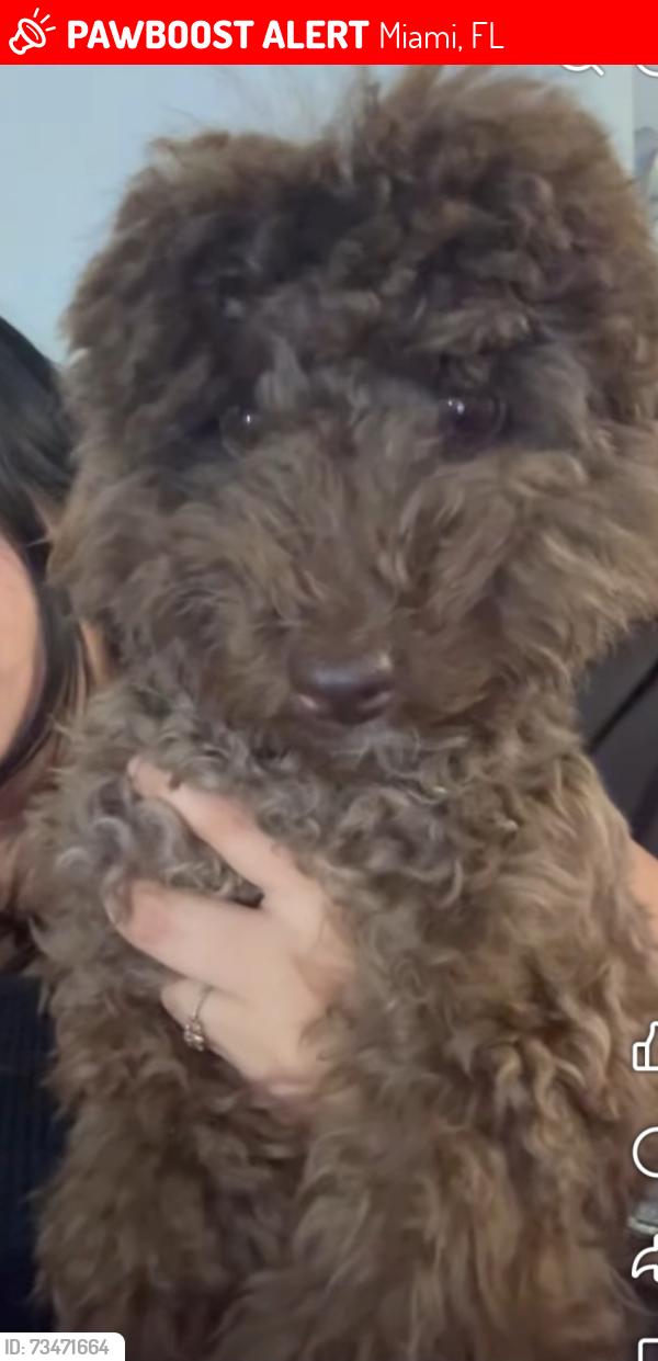 Lost Male Dog last seen Near nw 12 ave 33169, Miami, FL 33169