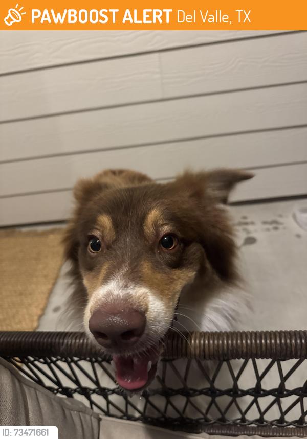 Found/Stray Unknown Dog last seen Matterod Dr and Jennifer pasture path, Del Valle, TX 78617