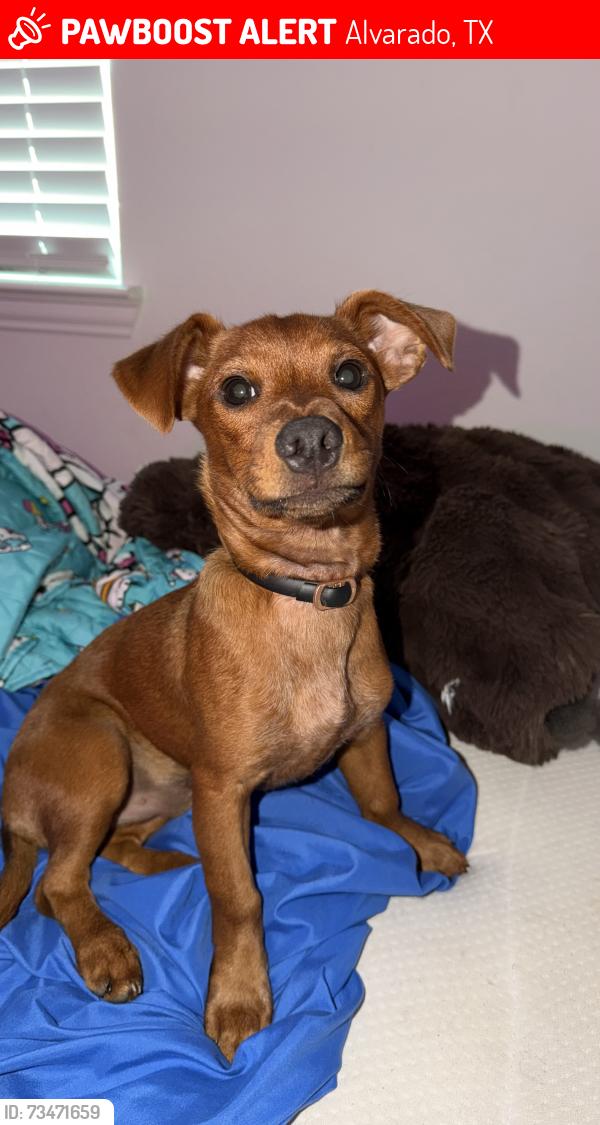 Lost Male Dog last seen Near Snowy Owl Dr., Alvarado tx 76009, Alvarado, TX 76009