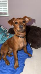 Lost Male Dog last seen Near Snowy Owl Dr., Alvarado tx 76009, Alvarado, TX 76009