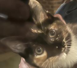 Found/Stray Unknown Cat last seen Berkeley and Wiltshire, Avondale Estates, GA 30002
