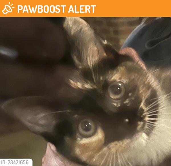 Found/Stray Unknown Cat last seen Berkeley and Wiltshire, Avondale Estates, GA 30002