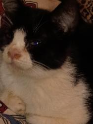 Lost Female Cat last seen Our front yard, Kansas City, KS 66106