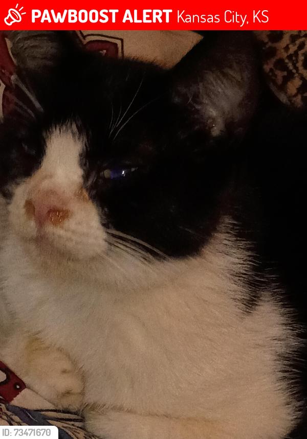 Lost Female Cat last seen Our front yard, Kansas City, KS 66106