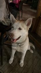 Lost Male Dog last seen Found running loose with attached leash, but no collar., Carpentersville, IL 60110