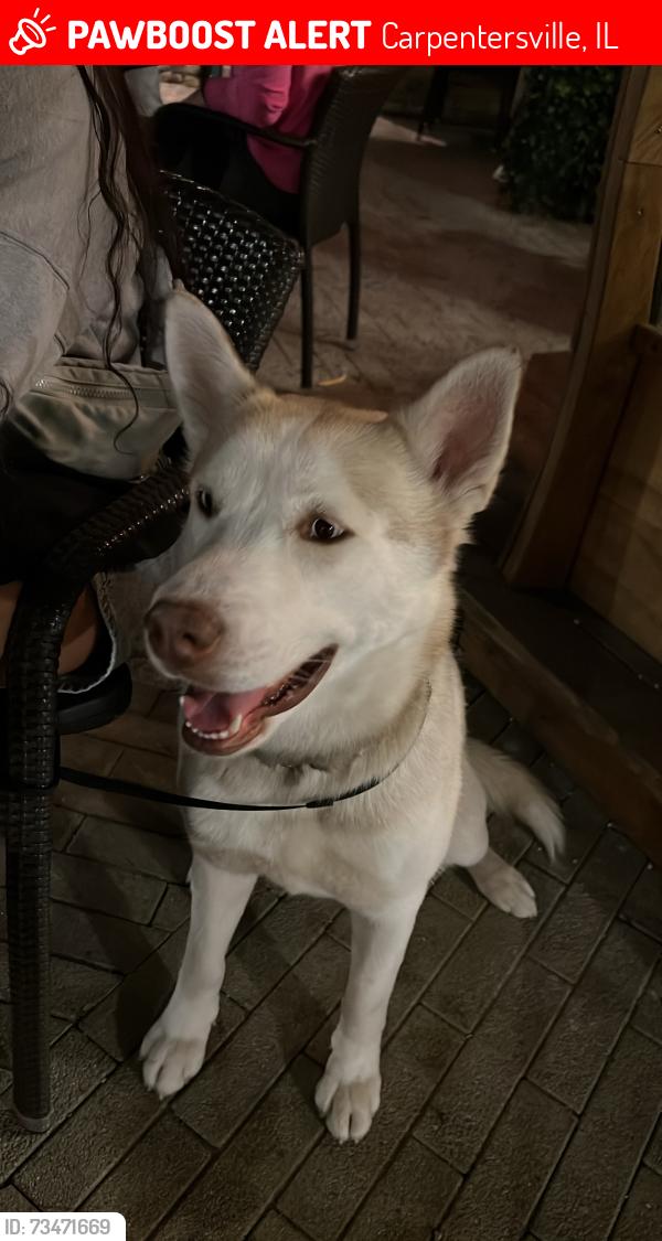 Lost Male Dog last seen Found running loose with attached leash, but no collar., Carpentersville, IL 60110