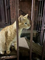 Found/Stray Unknown Cat last seen Bergen St and Rogers Ave (outside Ebenezer Wesleyan Methodist Church), Brooklyn, NY 11216