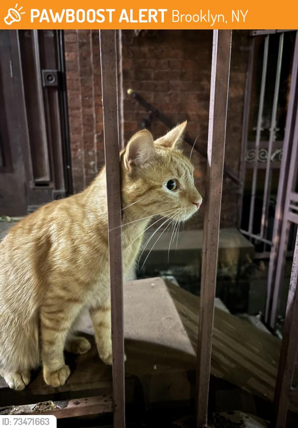 Found/Stray Unknown Cat last seen Bergen St and Rogers Ave (outside Ebenezer Wesleyan Methodist Church), Brooklyn, NY 11216