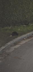 Found/Stray Unknown Cat last seen behind the gas station, Richmond, BC V6V 1A1