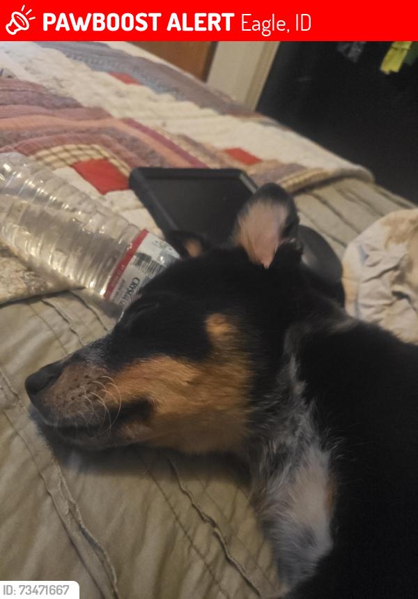 Lost Male Dog last seen State street, Eagle, ID 83616