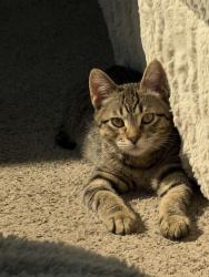 Lost Male Cat last seen Berry Creek Dr & Antigua, Herriman, UT 84096
