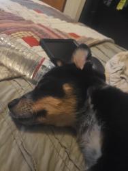 Lost Male Dog last seen State street, Eagle, ID 83616