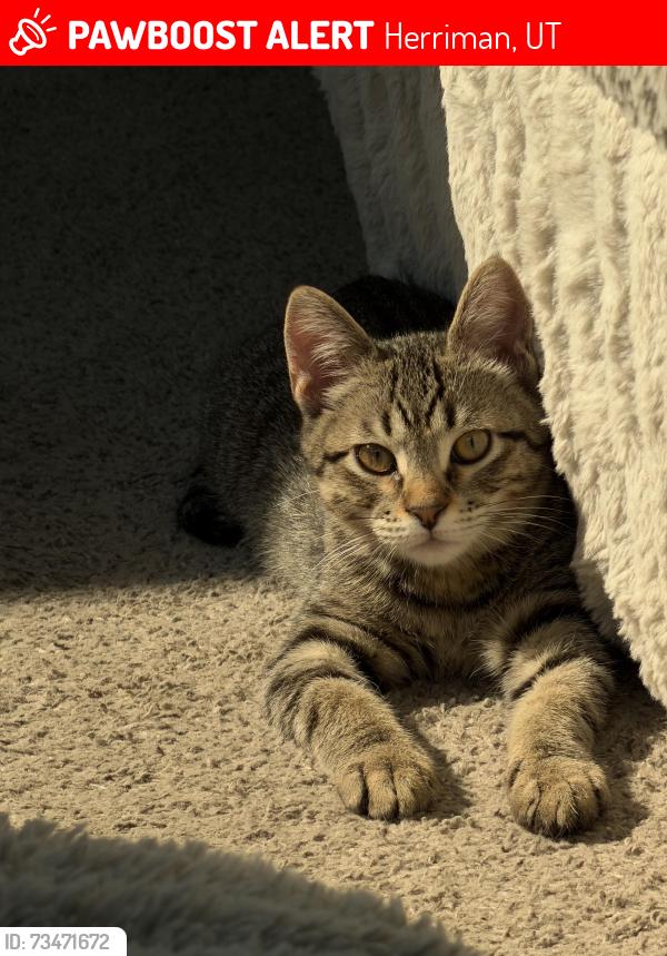 Lost Male Cat last seen Berry Creek Dr & Antigua, Herriman, UT 84096