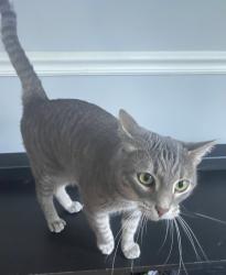 Lost Male Cat last seen Honeysuckle and cornwallis, Greensboro, NC 27408