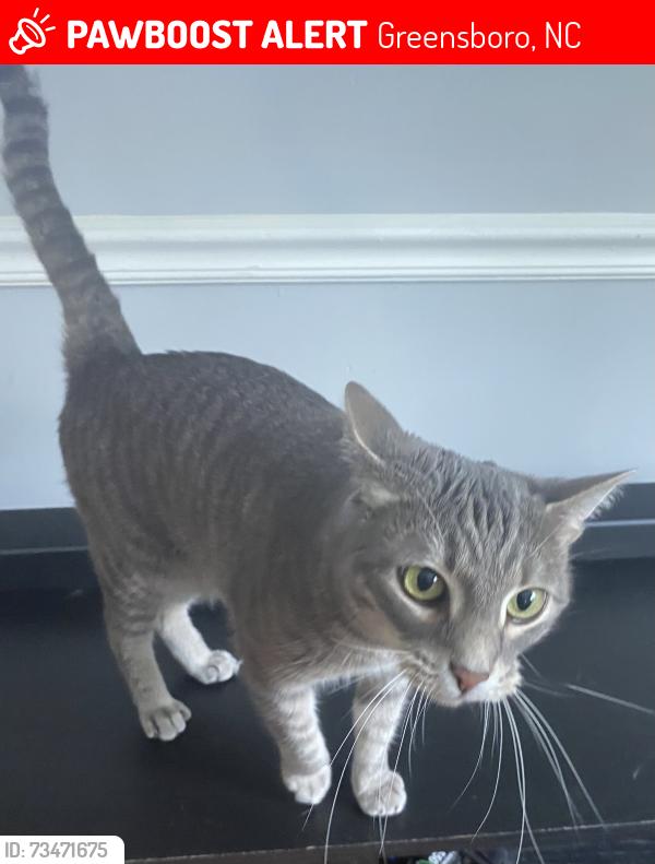 Lost Male Cat last seen Honeysuckle and cornwallis, Greensboro, NC 27408