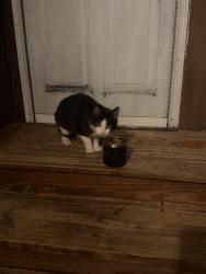 Found/Stray Unknown Cat last seen Quaker meetinghouse road, Honeoye Falls, NY 14472