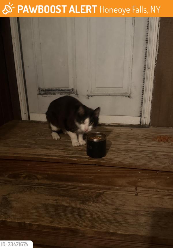 Found/Stray Unknown Cat last seen Quaker meetinghouse road, Honeoye Falls, NY 14472