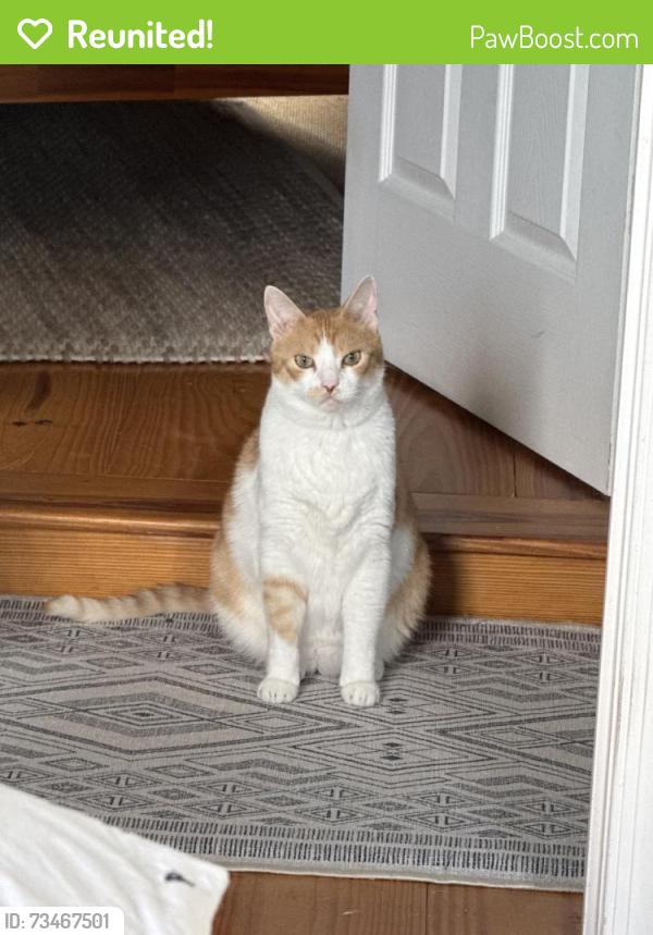 Reunited Male Cat last seen South carolina, Washington, DC 20003