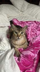 Lost Male Cat last seen Near Carelia lane, Spring, TX 77379