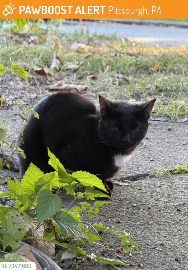 Found/Stray Unknown Cat last seen Near block of south atlantic, Pittsburgh, PA 15224
