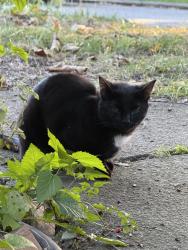 Found/Stray Unknown Cat last seen Near block of south atlantic, Pittsburgh, PA 15224