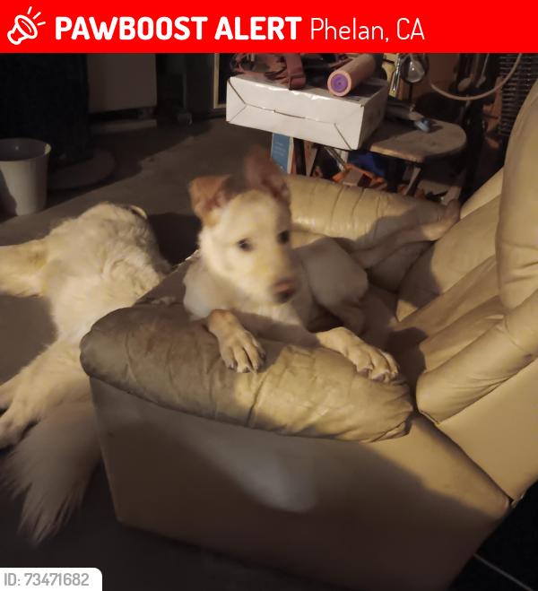 Lost Female Dog last seen Goss/verbena, Phelan, CA 92371