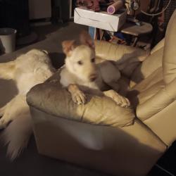 Lost Female Dog last seen Goss/verbena, Phelan, CA 92371